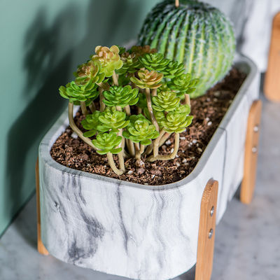 Macetas del tablero de la mesa de los plantadores del pote del diseño del cactus de las macetas del color verde de los potes de la planta de los Succulents