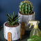 Plantadores tableros del cactus de los plantadores de los plantadores de Mini Succulents Plant Pots Round de las macetas del cemento